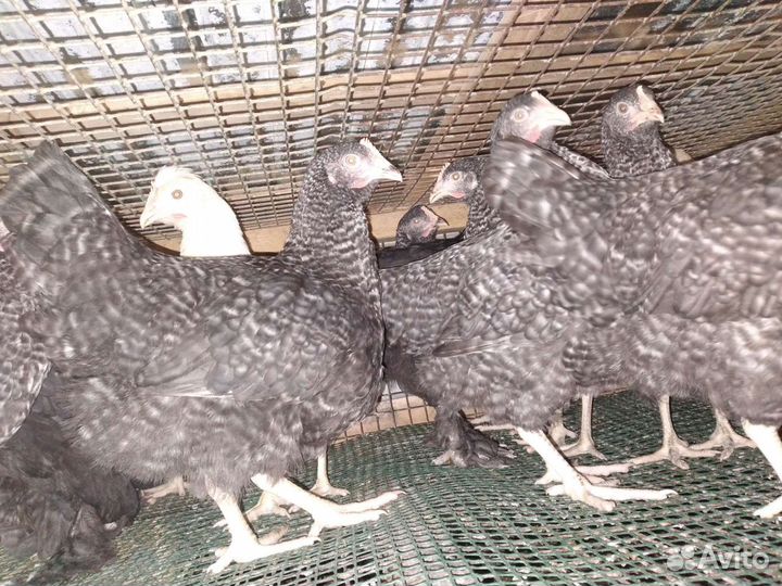 Куры несушки (молодки )