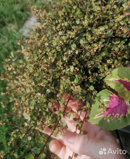 Мюленбекия комнатная - кружевное изящество