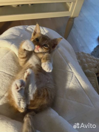 Котенок ищет дом