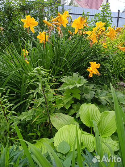 Многолетники для сада