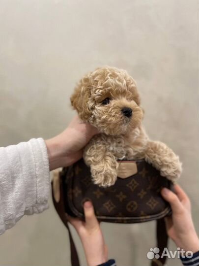 Мальтипу f1 mini тедди