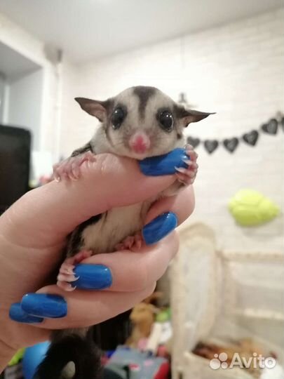 Белка летяга