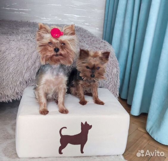 Лесенки,ступени,лежанка для собак