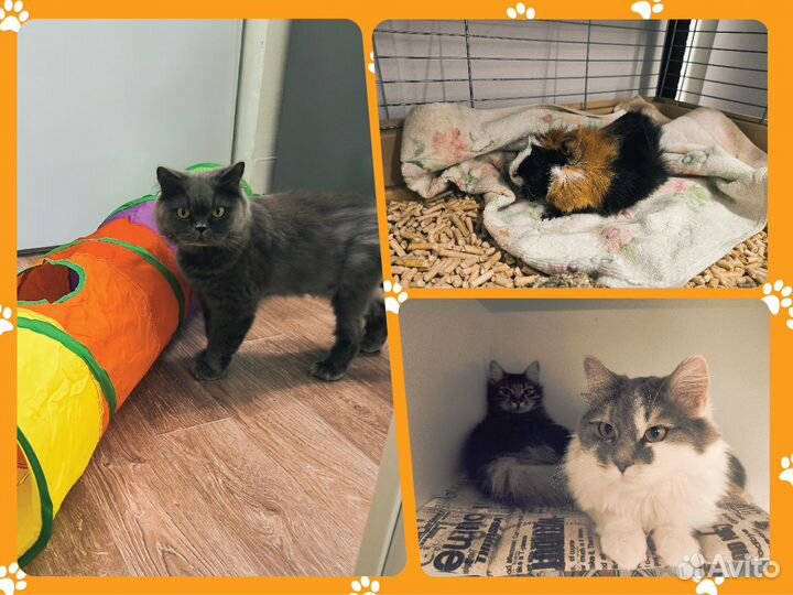 Гостиница Отель для животных