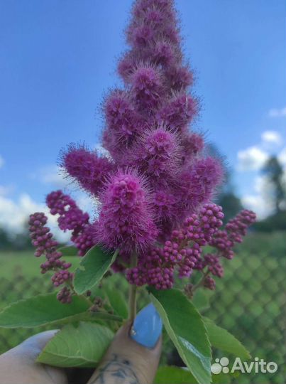 Многолетние садовые цветы, айва
