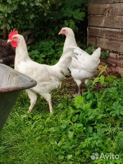 Молодые петушки