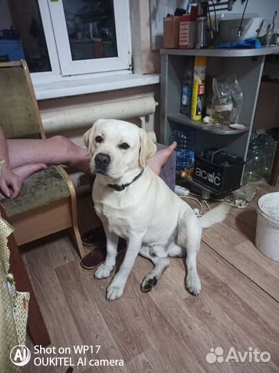 Кобель лабрадора вязка