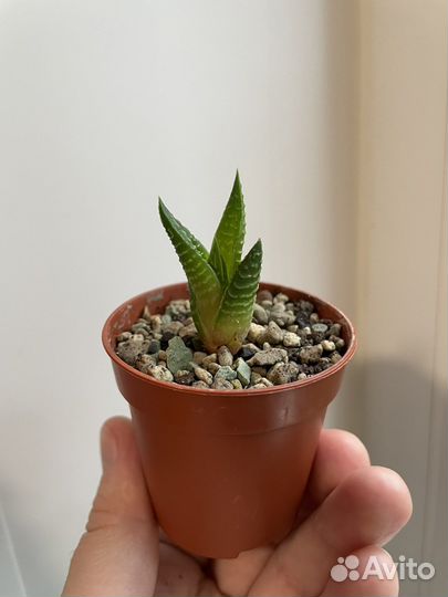 Хавортия, алоэ вера, кактус скалистый, гастерия