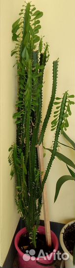 Комнатные цветы