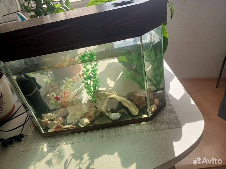 Аквариум