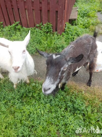 Козы.зааненские.нубийцы. альпийские