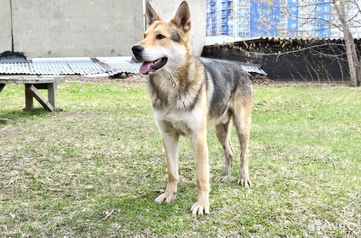 Восточноевропейская овчарка