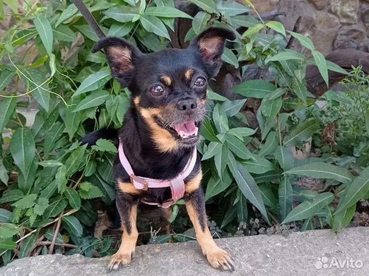 Мини той-терьер