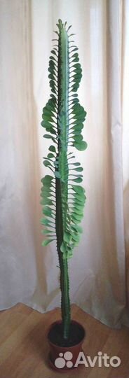 Комнатные растения цветы