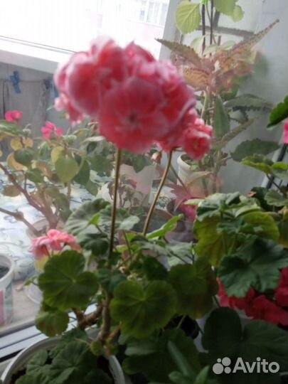 Комнатные цветы индийский лук