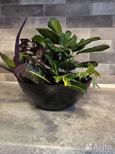 Комнатные цветы