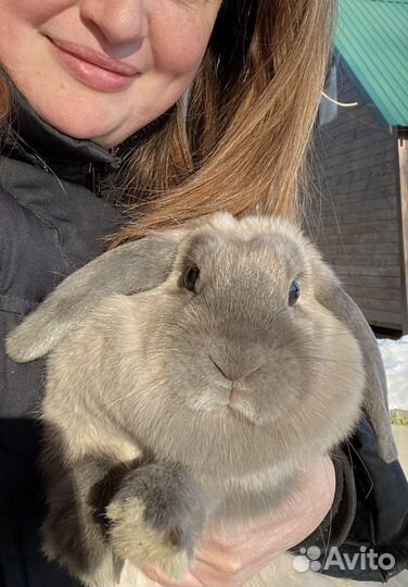 Передержка кроликов