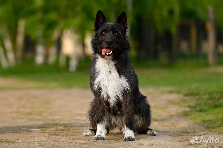 Собака в добрые руки