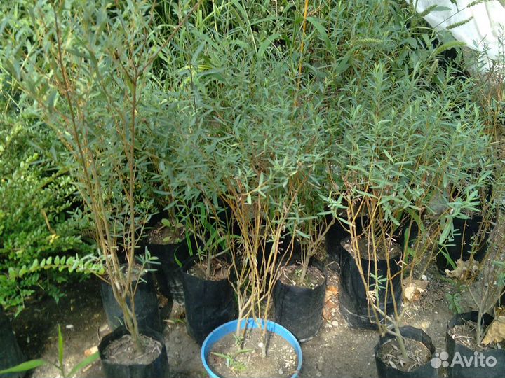 Ива французская,шаровидная(самоформирующаяся)