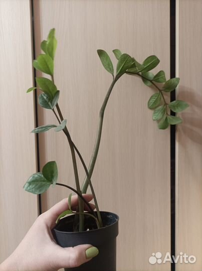 Замиокулькас