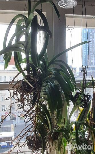 Драцена,нолина,сансевиерия,ванды