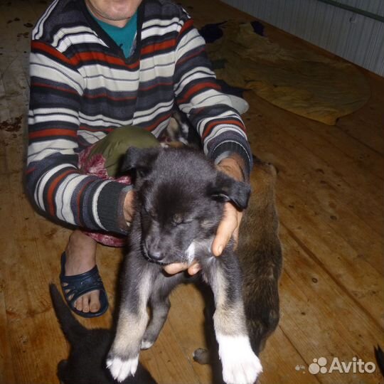 Щенки метисы кавказца в добрые руки