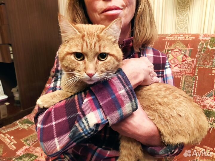 Молодой воспитанный кот ищет хозяина