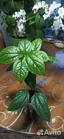 Клеродендрум, пеларгонии