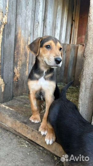 Русская гончая. Готовы к переезду