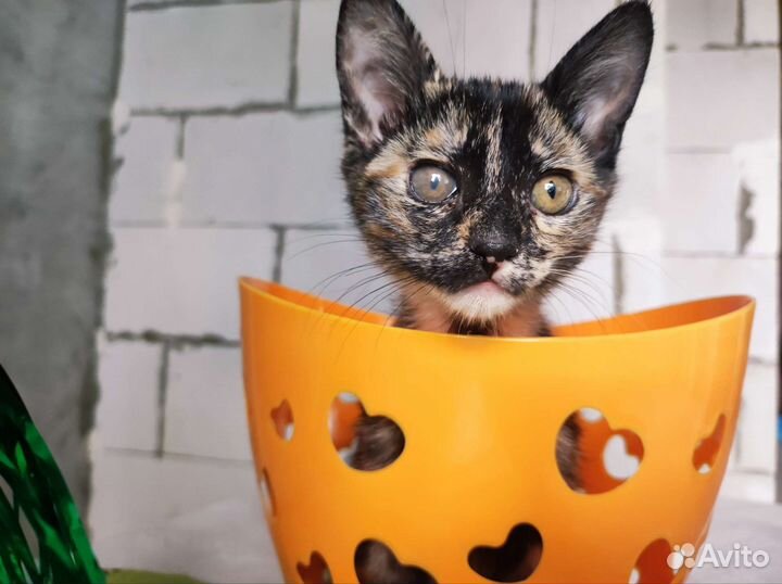 Котёнок, девочка, в добрые руки
