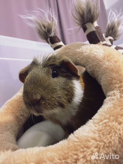 Морская свинка вязка