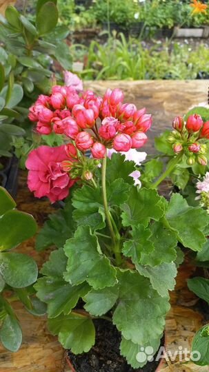 Пеларгония тюльпановидная