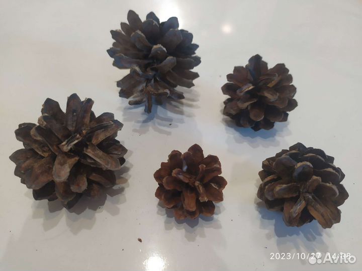 Шишки сосновые декор поделки