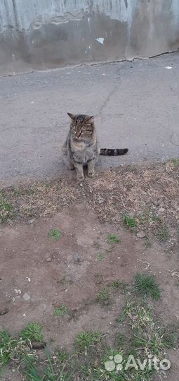 Кошечка ищет дом