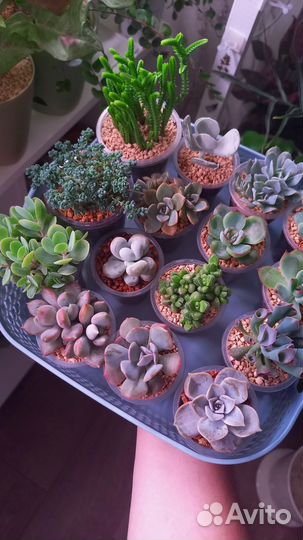 Комнатные цветы,суккуленты