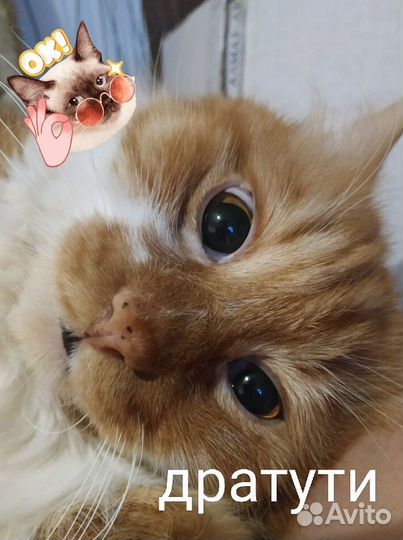 У моего рыжего кота. На удачу, здоровье, деньги