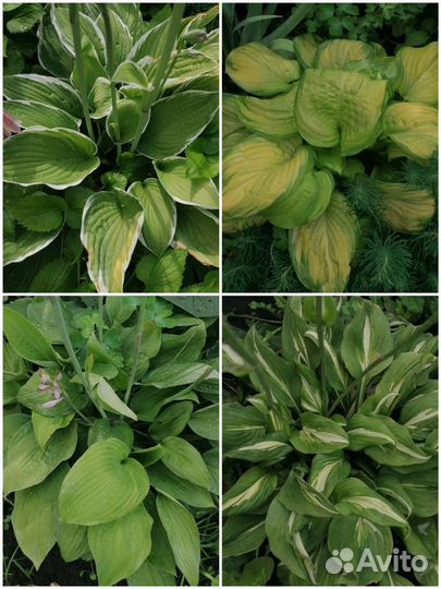 Хоста 4 вида
