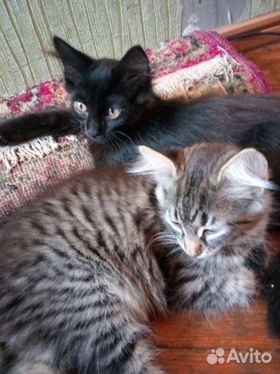 Черные котята девочки будущие черные кошки