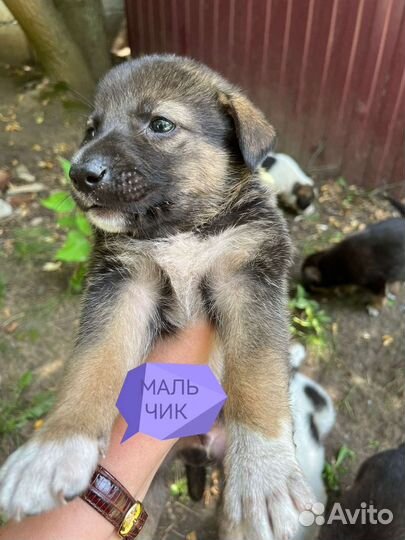 Щенки в добрые руки