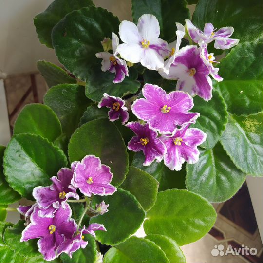 Сортовые фиалки