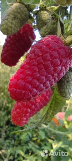 Саженцы ремонтантной малины