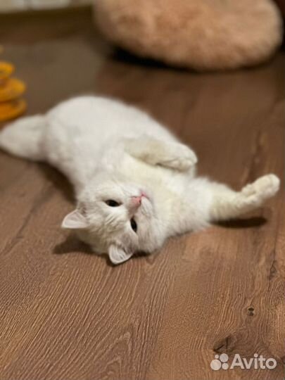 Кот в добрые руки