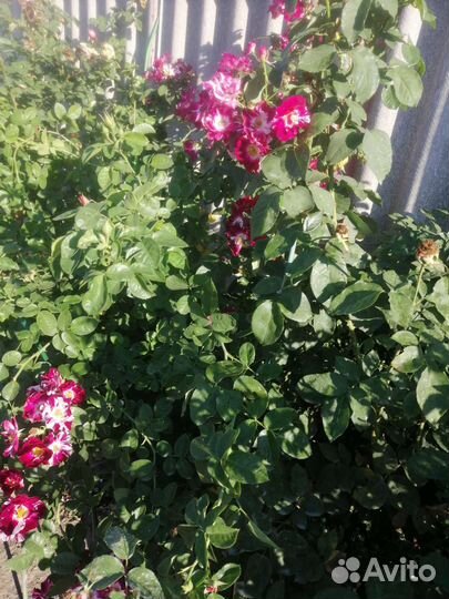 Роза плеьистая