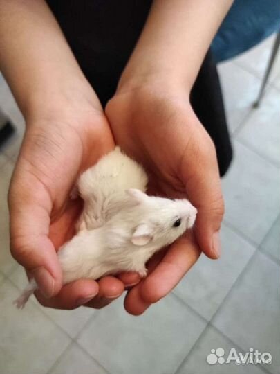 Джунгарский хомяк