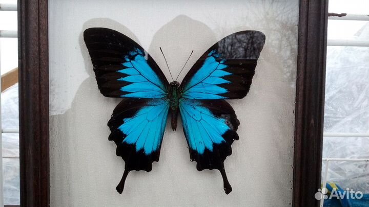 Бабочка в рамке Papilio ulysses (подарок, сувенир)