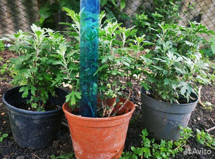 Хризантема шаровидная