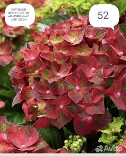 Гортензия, туя, голубика, ель, хосты