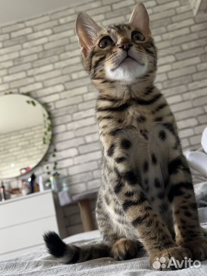 Бенгальский кот