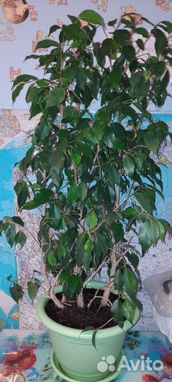 Фикус Бенджамина Даниэль