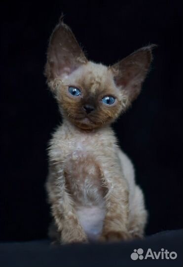 Котята девон-рекс